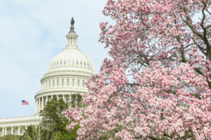 United States Capitol Building in Spring